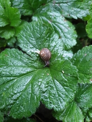 Cornu aspersum