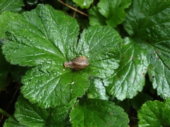 Cornu aspersum
