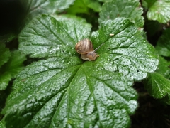 Cornu aspersum