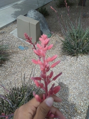 Hesperaloe parviflora