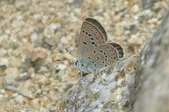 Plebejus christophi