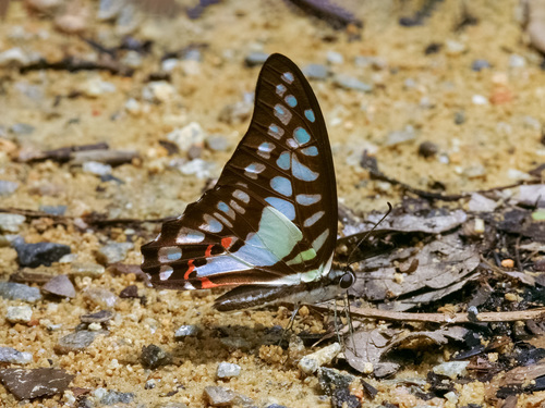 Lesser Jay