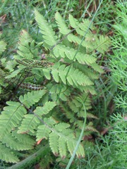 Phegopteris connectilis
