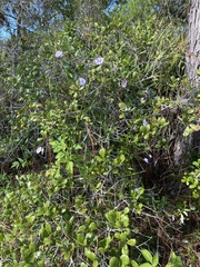 Centrosema arenicola