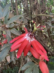 Passiflora speciosa