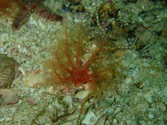 Thyone aurea