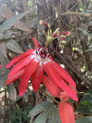Passiflora speciosa