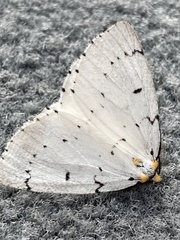 Cingilia catenaria