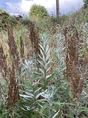 Artemisia suksdorfii