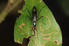 Cliobata