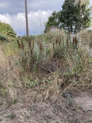 Artemisia suksdorfii
