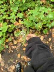 Achillea millefolium