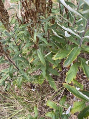 Artemisia suksdorfii
