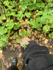 Achillea millefolium