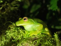 Aplastodiscus leucopygius