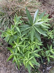 Artemisia suksdorfii