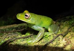 Aplastodiscus leucopygius