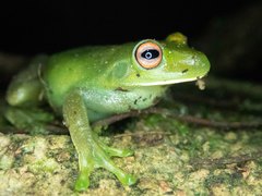 Aplastodiscus leucopygius