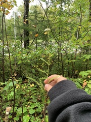 Achillea millefolium