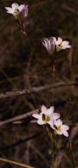 Ixia saundersiana