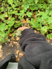 Achillea millefolium