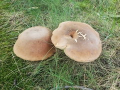 Tylopilus ferrugineus