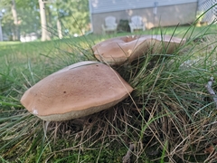 Tylopilus ferrugineus