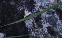 Ixia saundersiana