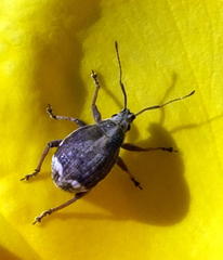 Sciobius