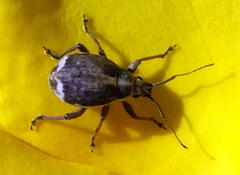 Sciobius