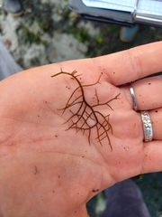 Chondracanthus acicularis