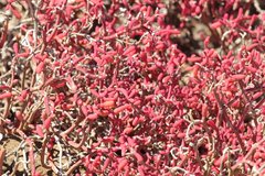 Sesuvium edmonstonei