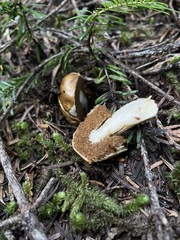 Cortinarius pinguis