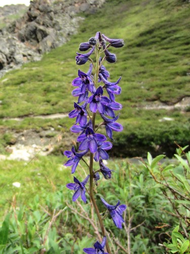 Delphinium glaucum