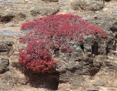 Sesuvium edmonstonei