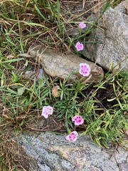 Dianthus caryophyllus