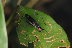 Cliobata