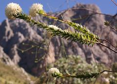 Lachnaea filamentosa