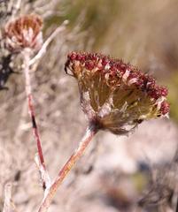 Hermas lanata