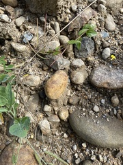 Epilobium adenocaulon