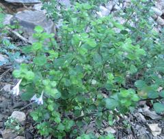 Justicia tubulosa late-ovata