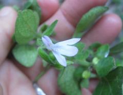 Justicia tubulosa late-ovata
