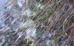 Restio leptostachyus