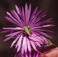 Lampranthus pocockiae