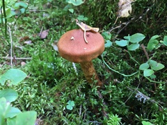 Cortinarius rubellus