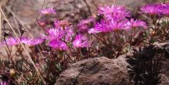 Lampranthus pocockiae