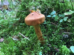 Cortinarius rubellus