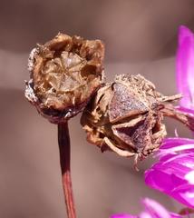 Lampranthus pocockiae