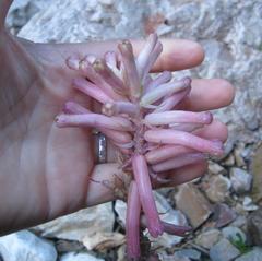 Veltheimia capensis