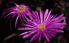 Lampranthus pocockiae